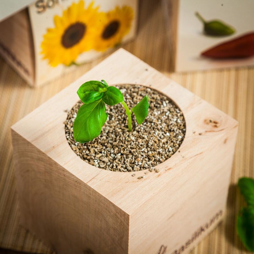 Ecocube - plantes dans cubes en bois