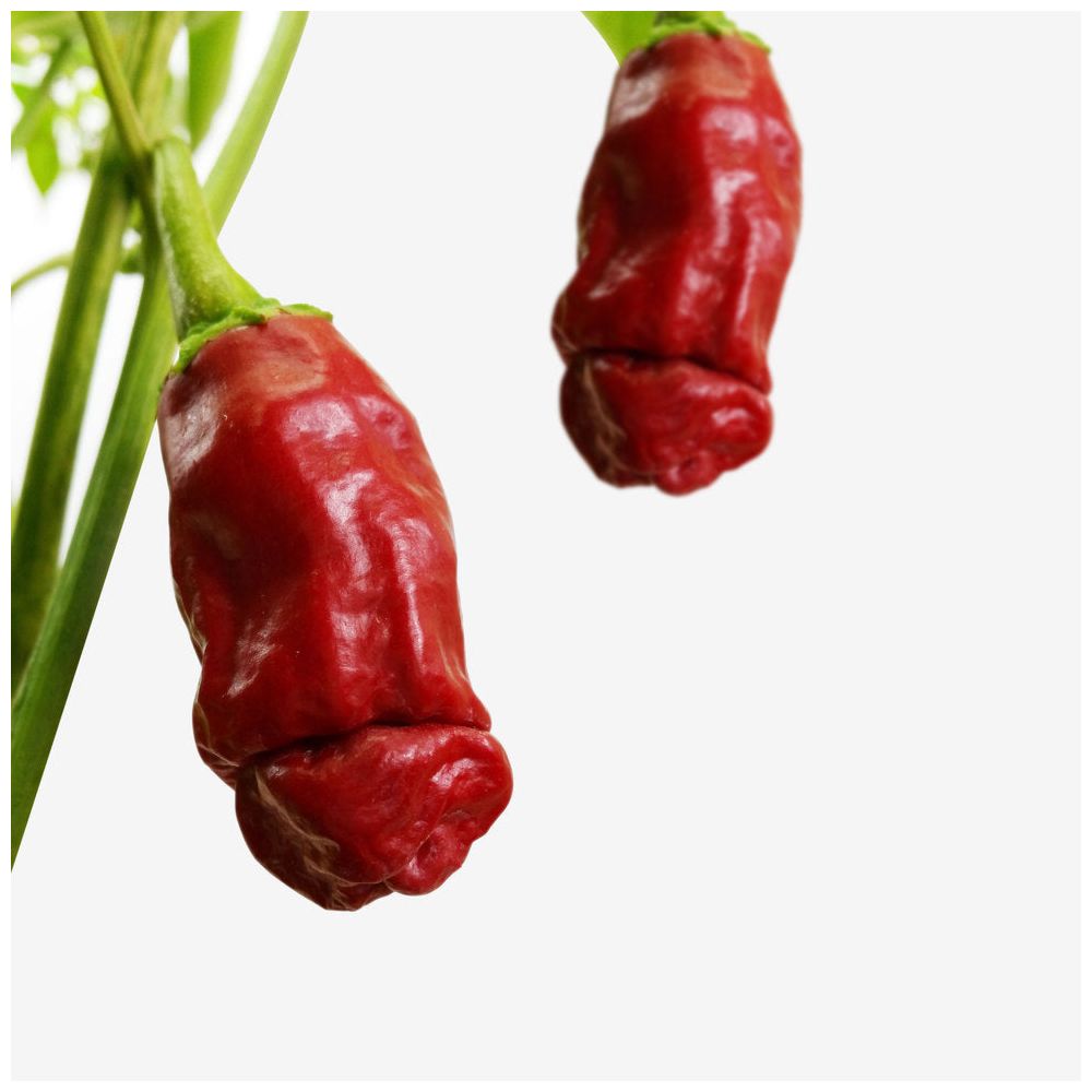 ecocube – Piment pénis dans un cube en bois
